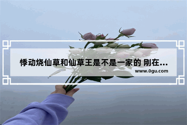 悸动烧仙草和仙草王是不是一家的 刚在网上搜冷饮加盟的项目 看到了这两个品牌 悸动烧仙草怎么加盟