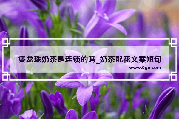 煲龙珠奶茶是连锁的吗_奶茶配花文案短句