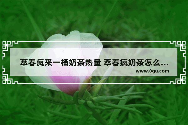 萃春疯来一桶奶茶热量 萃春疯奶茶怎么加盟
