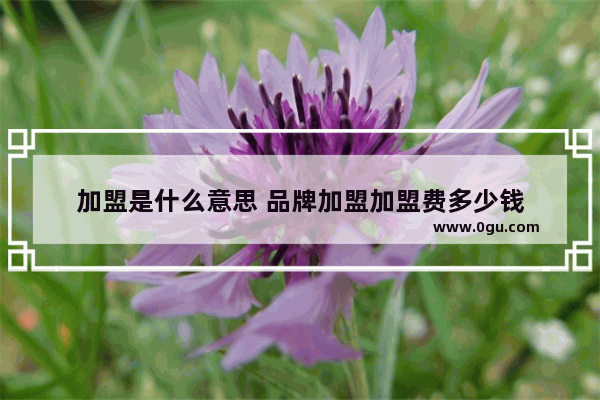 加盟是什么意思 品牌加盟加盟费多少钱