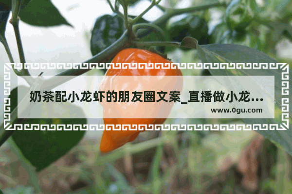 奶茶配小龙虾的朋友圈文案_直播做小龙虾适合卖什么