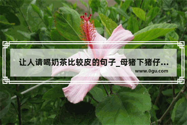 让人请喝奶茶比较皮的句子_母猪下猪仔后可以吃煮白酒吗