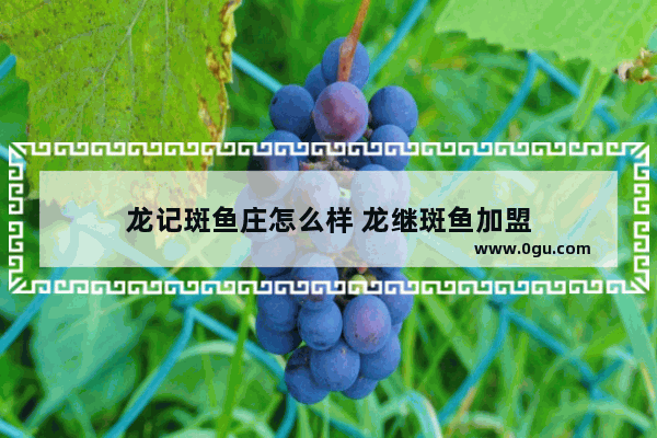 龙记斑鱼庄怎么样 龙继斑鱼加盟
