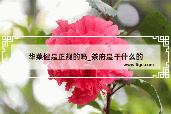 华莱健是正规的吗_茶府是干什么的
