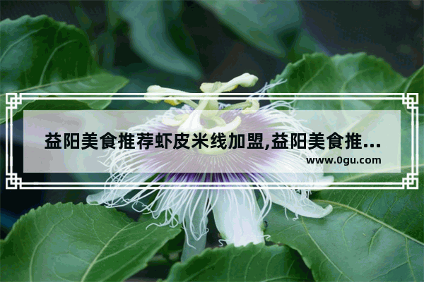 益阳美食推荐虾皮米线加盟,益阳美食推荐虾皮米线加盟