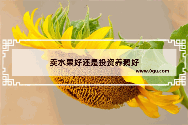 卖水果好还是投资养鹅好