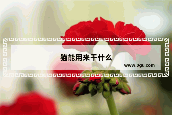 猫能用来干什么