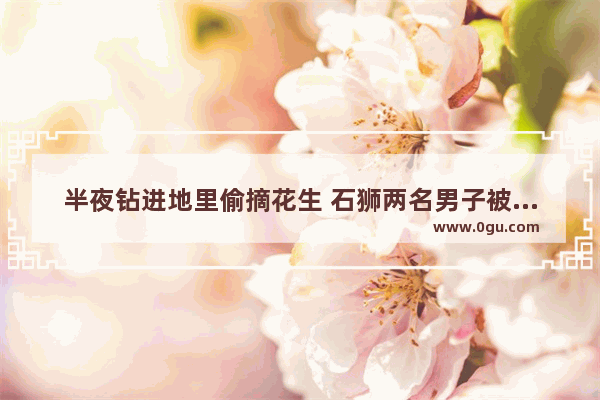 半夜钻进地里偷摘花生 石狮两名男子被抓获拘留, 你怎么看