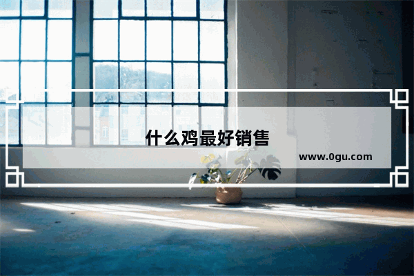 什么鸡最好销售