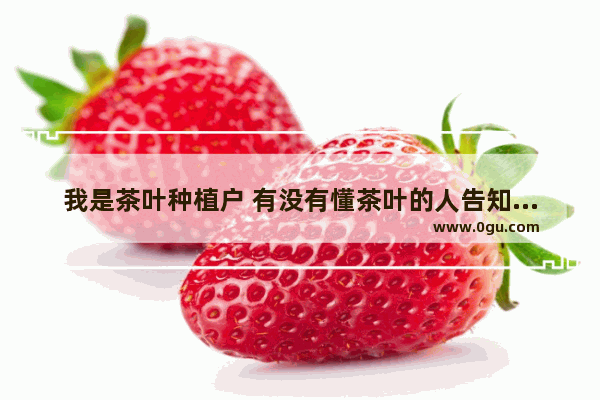 我是茶叶种植户 有没有懂茶叶的人告知一下如何做茶叶行业