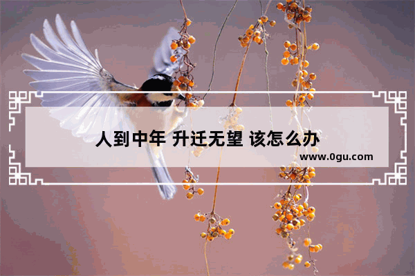 人到中年 升迁无望 该怎么办