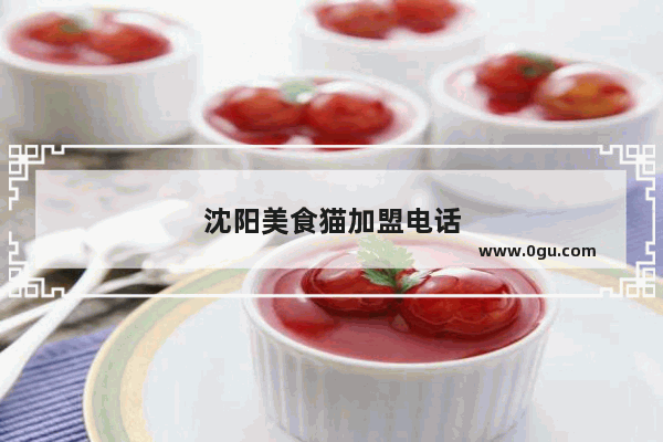 沈阳美食猫加盟电话