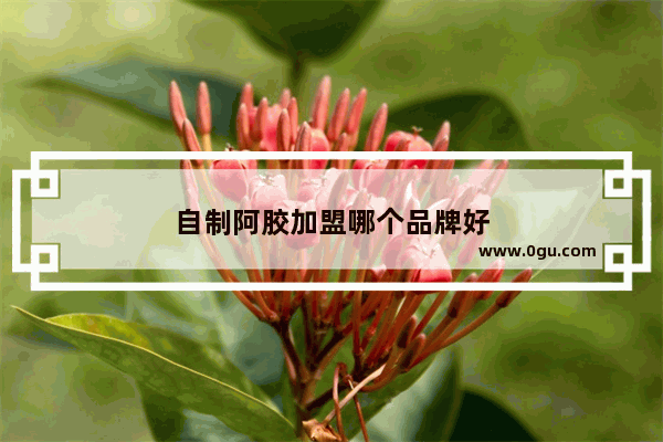 自制阿胶加盟哪个品牌好