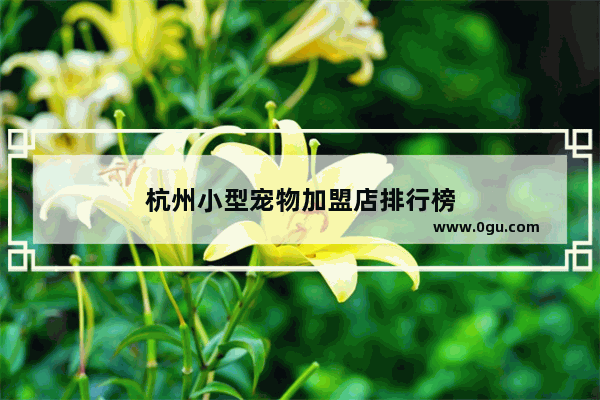杭州小型宠物加盟店排行榜