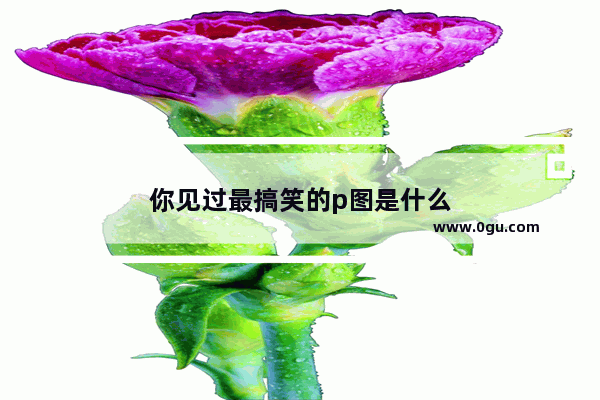 你见过最搞笑的p图是什么
