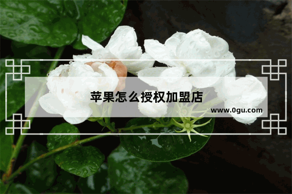 苹果怎么授权加盟店