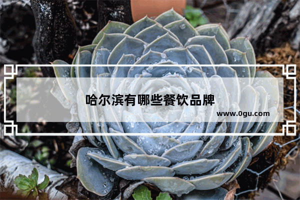 哈尔滨有哪些餐饮品牌