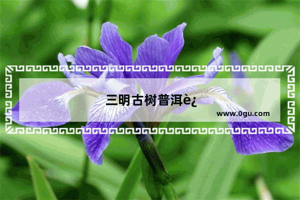 三明古树普洱连锁品牌加盟