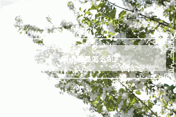 宋小宝是怎么出名的以前是干什么的