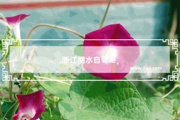 浙江丽水自驾游有什么推荐