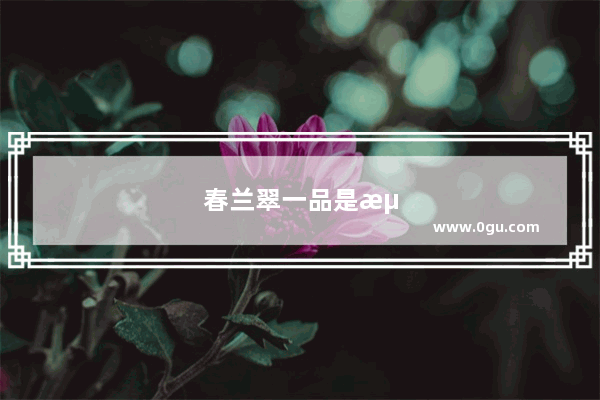 春兰翠一品是浓香的吗