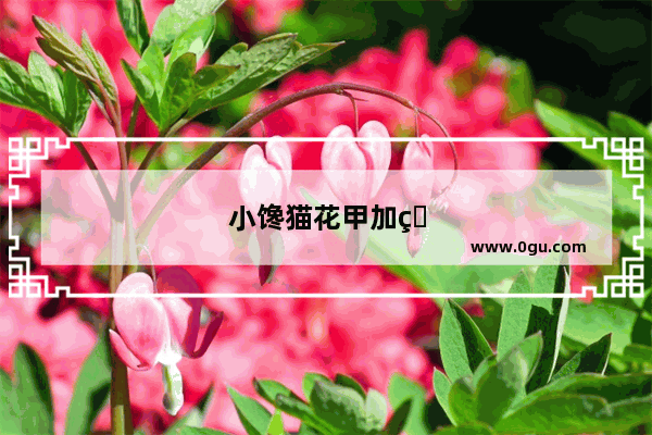 小馋猫花甲加盟