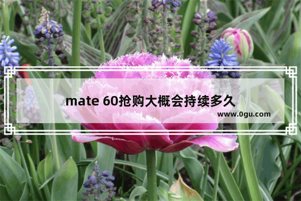mate 60抢购大概会持续多久