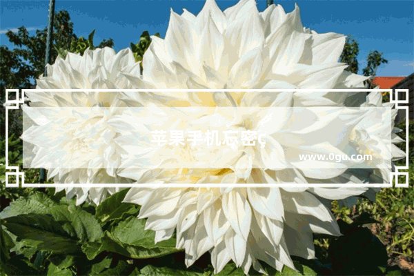 苹果手机忘密码了怎么办啊