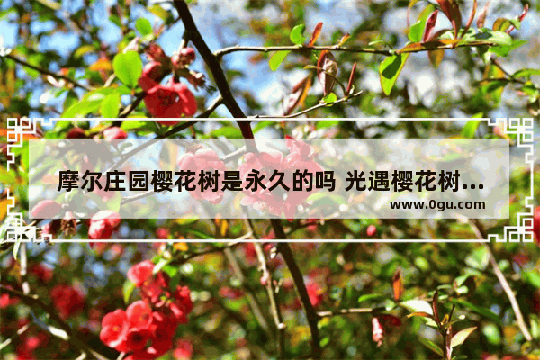 摩尔庄园樱花树是永久的吗 光遇樱花树摩尔