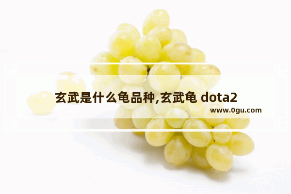 玄武是什么龟品种,玄武龟 dota2