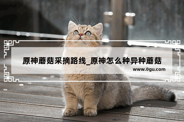 原神蘑菇采摘路线_原神怎么种异种蘑菇