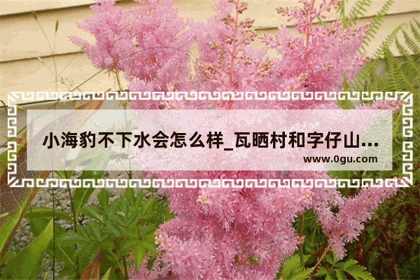 小海豹不下水会怎么样_瓦晒村和字仔山哪个赶海好点