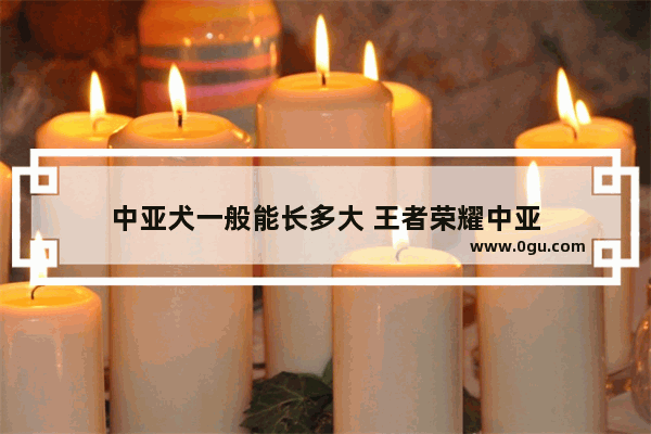 中亚犬一般能长多大 王者荣耀中亚
