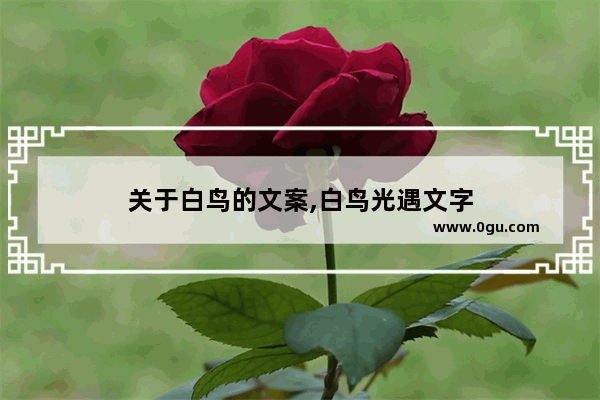 关于白鸟的文案,白鸟光遇文字
