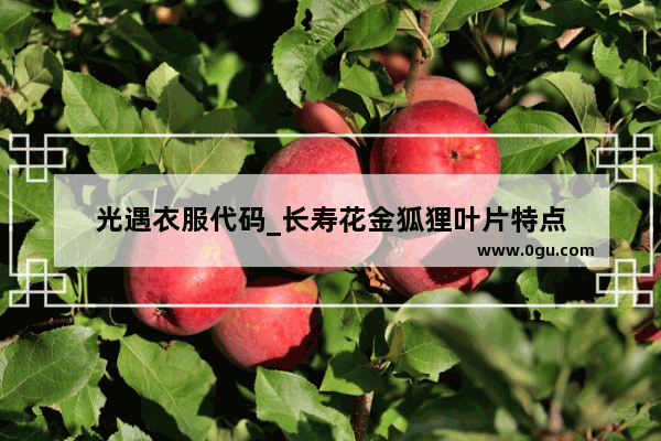 光遇衣服代码_长寿花金狐狸叶片特点