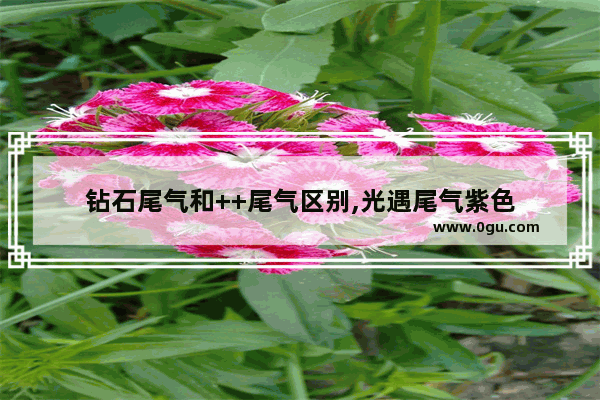 钻石尾气和++尾气区别,光遇尾气紫色