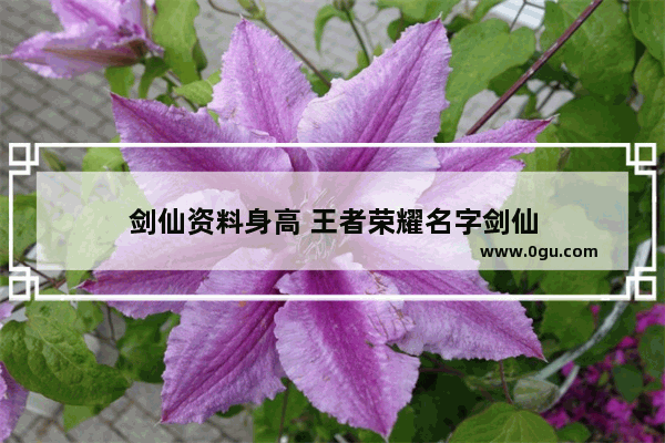 剑仙资料身高 王者荣耀名字剑仙