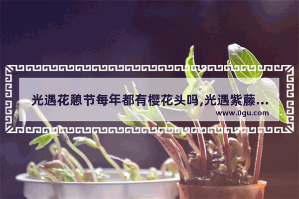 光遇花憩节每年都有樱花头吗,光遇紫藤活动