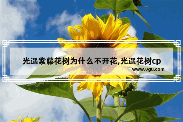 光遇紫藤花树为什么不开花,光遇花树cp