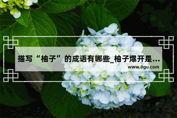 描写“柚子”的成语有哪些_柚子爆开是什么原因