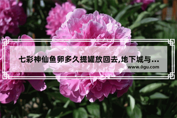 七彩神仙鱼卵多久提罐放回去,地下城与勇士七彩罐