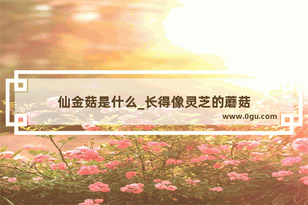 仙金菇是什么_长得像灵芝的蘑菇
