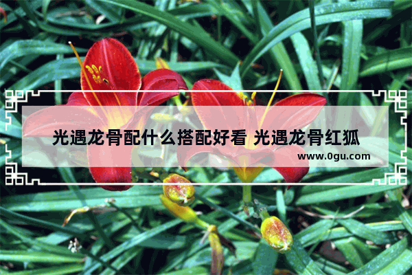 光遇龙骨配什么搭配好看 光遇龙骨红狐