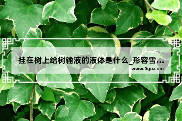 挂在树上给树输液的液体是什么_形容雪后树挂很美的成语