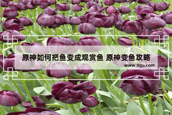 原神如何把鱼变成观赏鱼 原神变鱼攻略