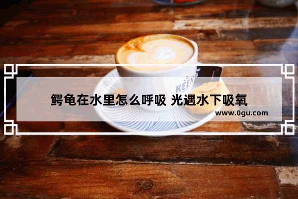 鳄龟在水里怎么呼吸 光遇水下吸氧