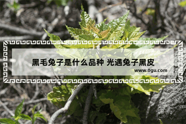 黑毛兔子是什么品种 光遇兔子黑皮
