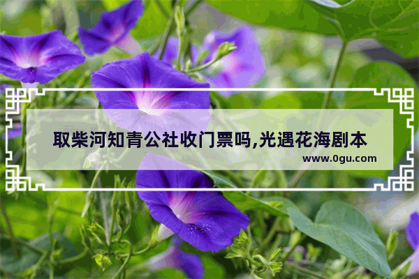 取柴河知青公社收门票吗,光遇花海剧本