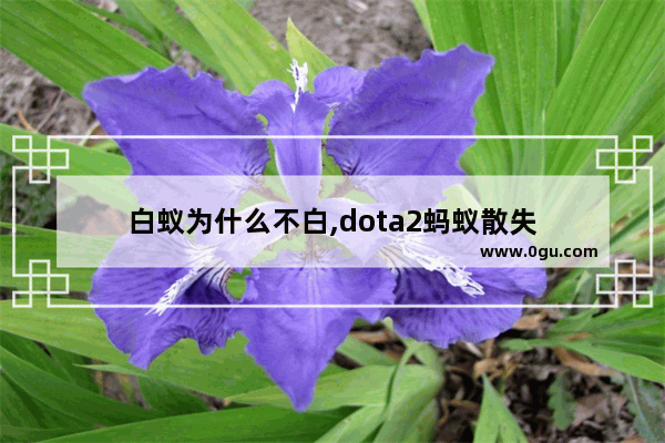 白蚁为什么不白,dota2蚂蚁散失