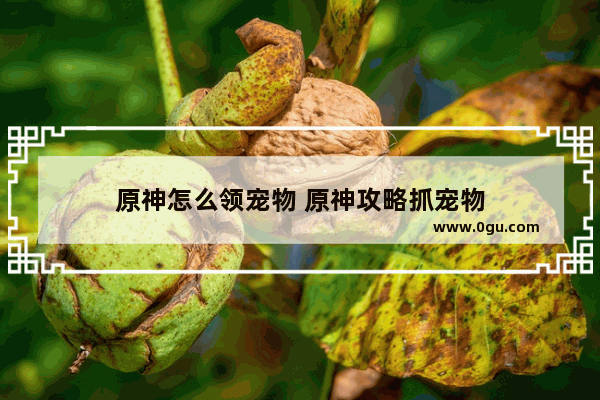 原神怎么领宠物 原神攻略抓宠物
